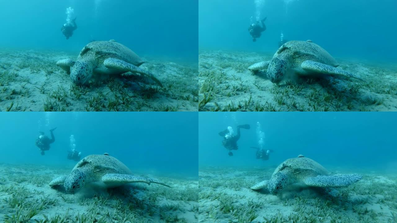 两名潜水员用Remorafish看着海龟在底部吃海草。Remora鱼 (Echeneis naucr