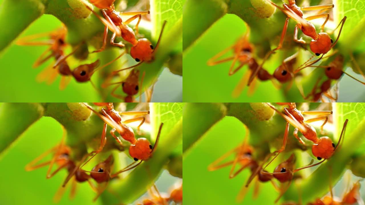 红蚁养殖蚜虫群生态环境自然景色特写素材