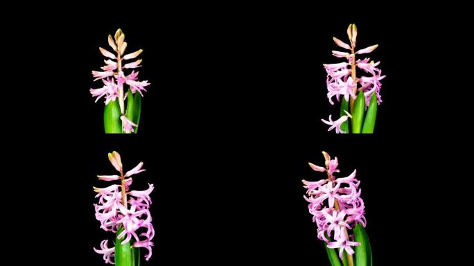 转弯和打开粉红色风信子花的4k时间流逝，在黑色背景上隔离。开放花蕾的延时。