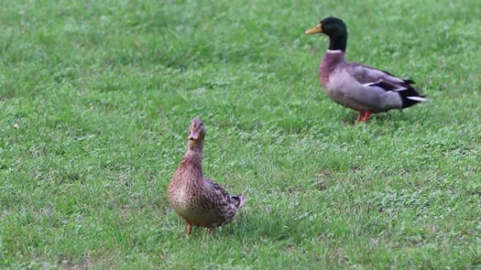 两只鸭子在草地上行走，然后在自然保护区飞行，