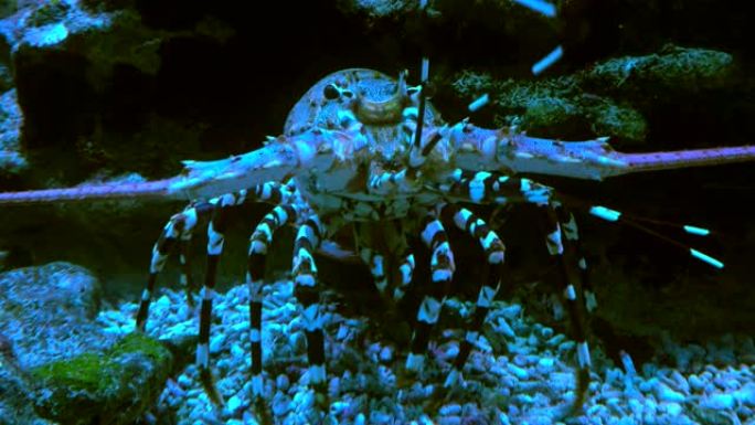 紫色龙虾，太平洋和印度洋的居民，装饰精美的大型水族馆。