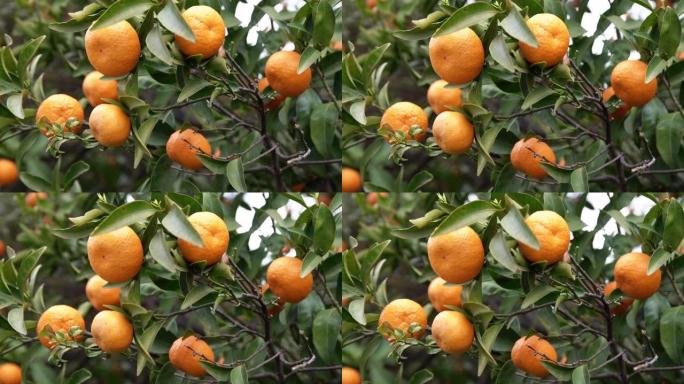 橘子树上的橘子