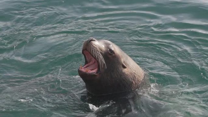 野生海洋哺乳动物Steller海狮在冷水太平洋中游泳