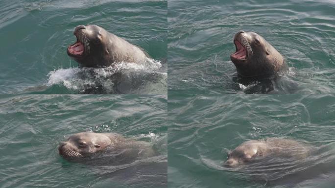 野生海洋哺乳动物Steller海狮在冷水太平洋中游泳