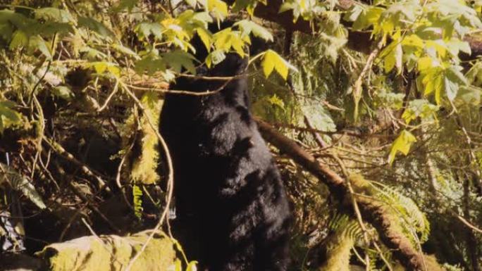 黑熊在树上觅食黑熊在树上觅食