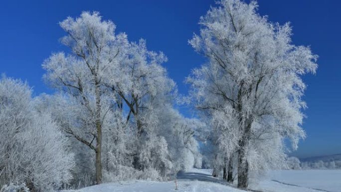 树上的白霜雪景雪后冬天