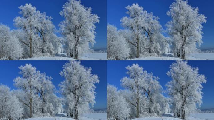 树上的白霜雪景雪后冬天