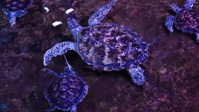 美丽的海龟在清澈的水族馆水中游泳。