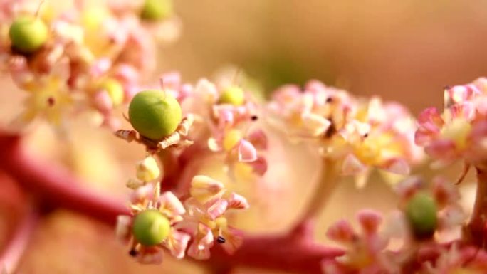 日本温室中的芒果花