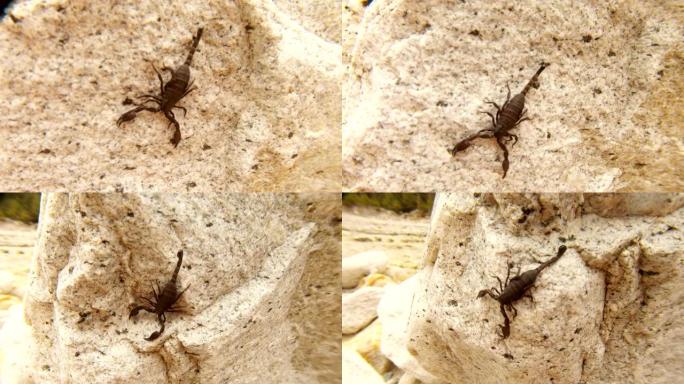 黑色喜马拉雅蝎子在石顶上爬行，背景上靠近恒河