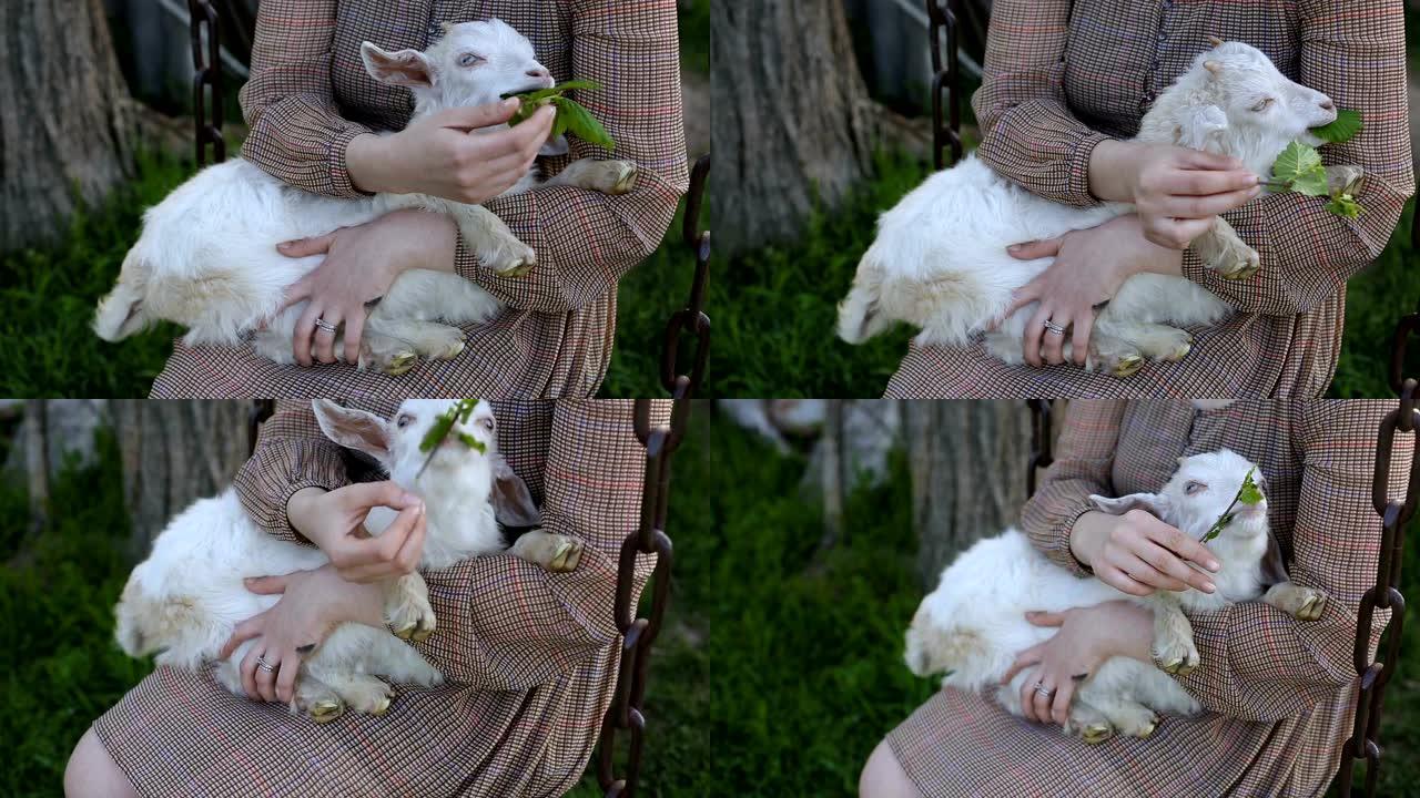 可爱的白色小山羊吃树叶的亲密计划。年轻女子拿着山羊草在乡村院子里的秋千上摇摆
