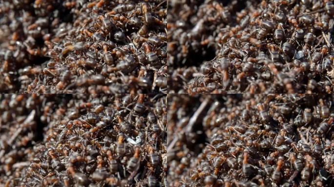 红木蚂蚁在它们的自然环境中