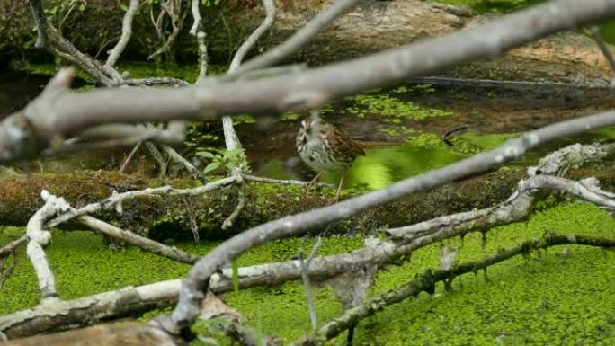 犀利的宏观详细拍摄了北美的沼泽，鸟类在其中繁衍