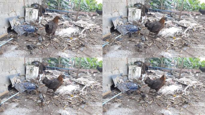 鸡肉和小鸡试图在垃圾堆中寻找食物