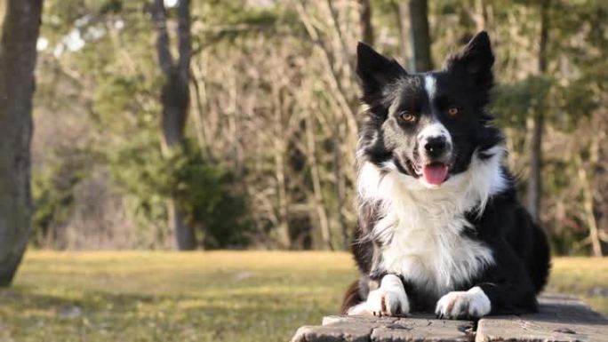 日落时，一只奇妙的边境牧羊犬在树林里看着他的石桌。