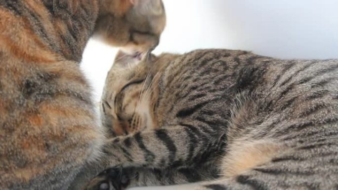 这只猫正在舔另一只猫的皮毛