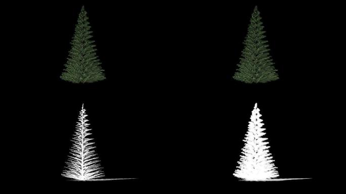 Spruce Tree timelapse growing, Luma Matte attached