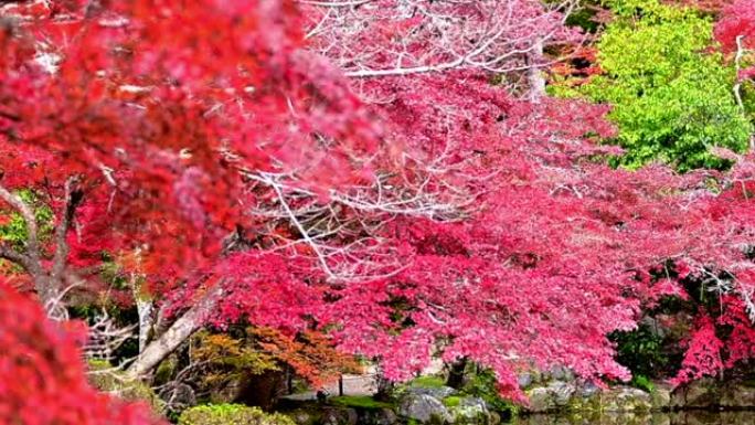 季节变化秋季叶子绝美景色