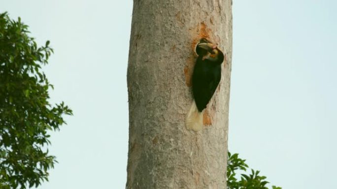 花环犀鸟正在树上的木罐中觅食。