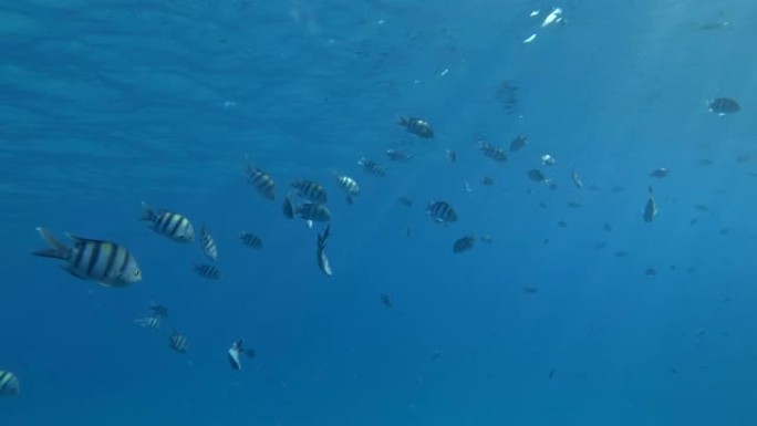 慢动作，黄色塑料袋在阳光下在蓝色的水面下慢慢游动着热带鱼群。海洋的塑料污染。鱼学校印度太平洋军士长或