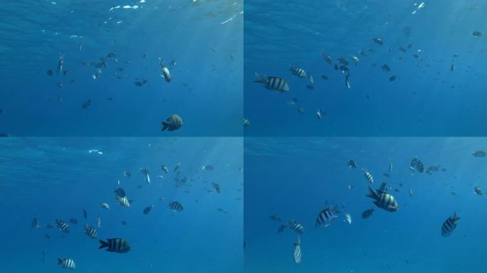 慢动作，黄色塑料袋在阳光下在蓝色的水面下慢慢游动着热带鱼群。海洋的塑料污染。鱼学校印度太平洋军士长或