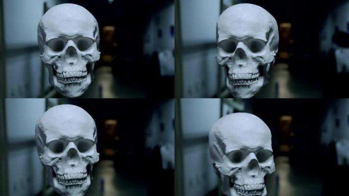 头骨5人头骨模型人头骨架医学生教学骨骼