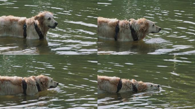 狗在水里涉水宠物狗在水里游泳