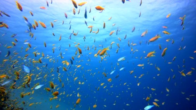水下热带蓝色海水热带鱼群海洋大海野生动物