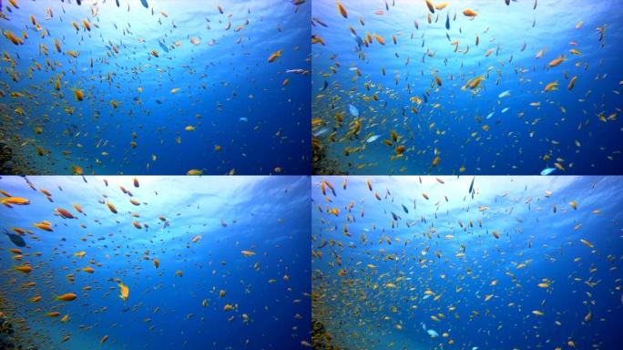 水下热带蓝色海水热带鱼群海洋大海野生动物