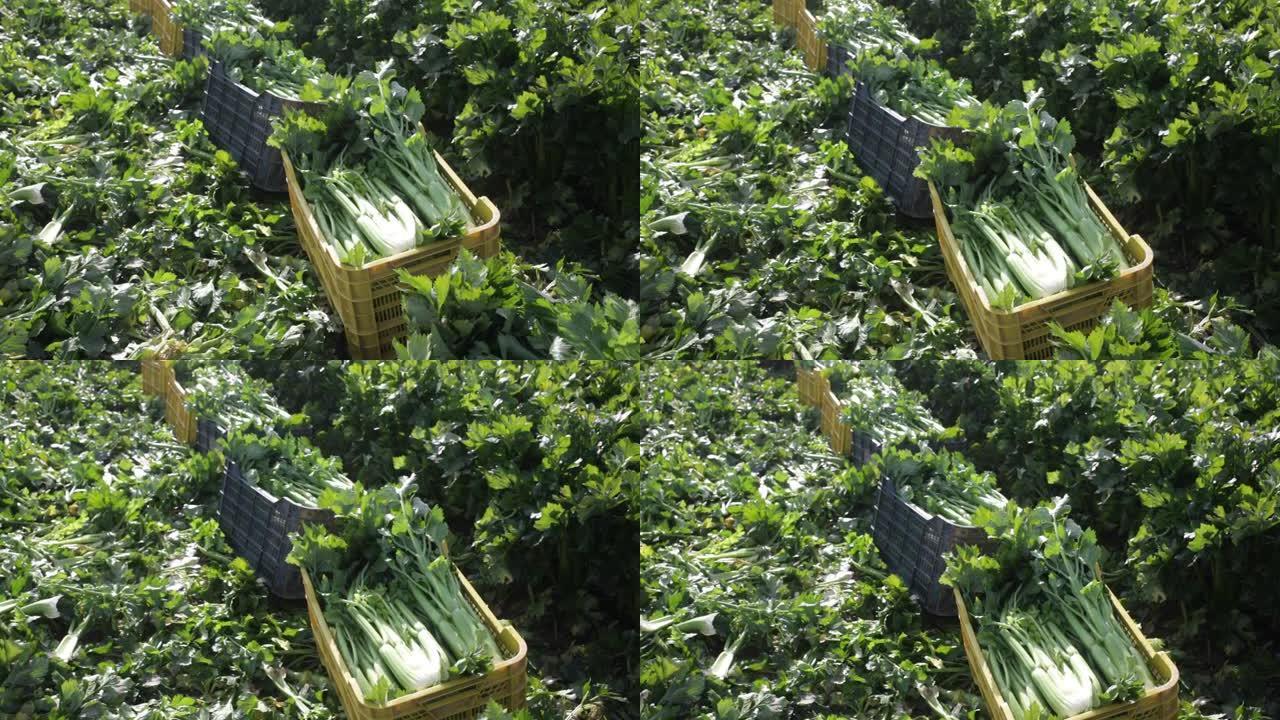 蔬菜农场收获的有机绿色芹菜的特写镜头