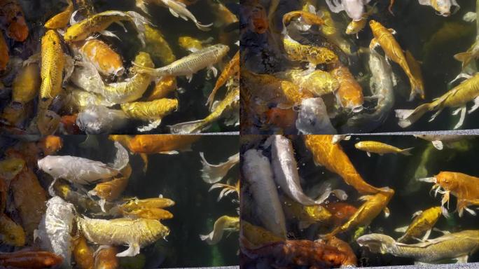 锦鲤鱼或鲤鱼在清澈的池塘里游泳