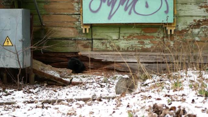无家可归的猫在他们居住的旧废弃房屋附近。