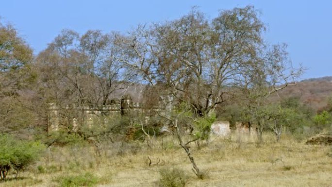 Ranthambore国家公园堡垒