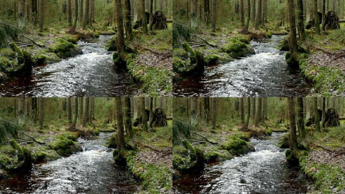 森林河美丽的风景美景休闲林间溪水