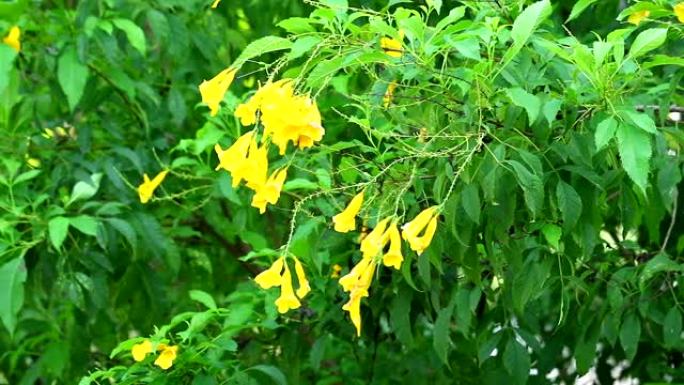淘到黄色长者，小号灌木，小号花在花园里盛开的黄色