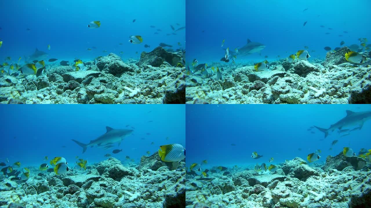 虎鲨游过底部珊瑚礁-印度洋，富瓦赫穆拉岛，马尔代夫，亚洲