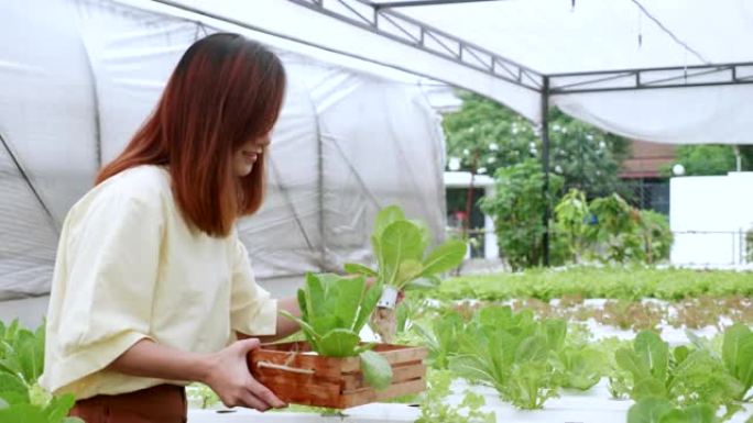 妇女在有机农场选择蔬菜沙拉。