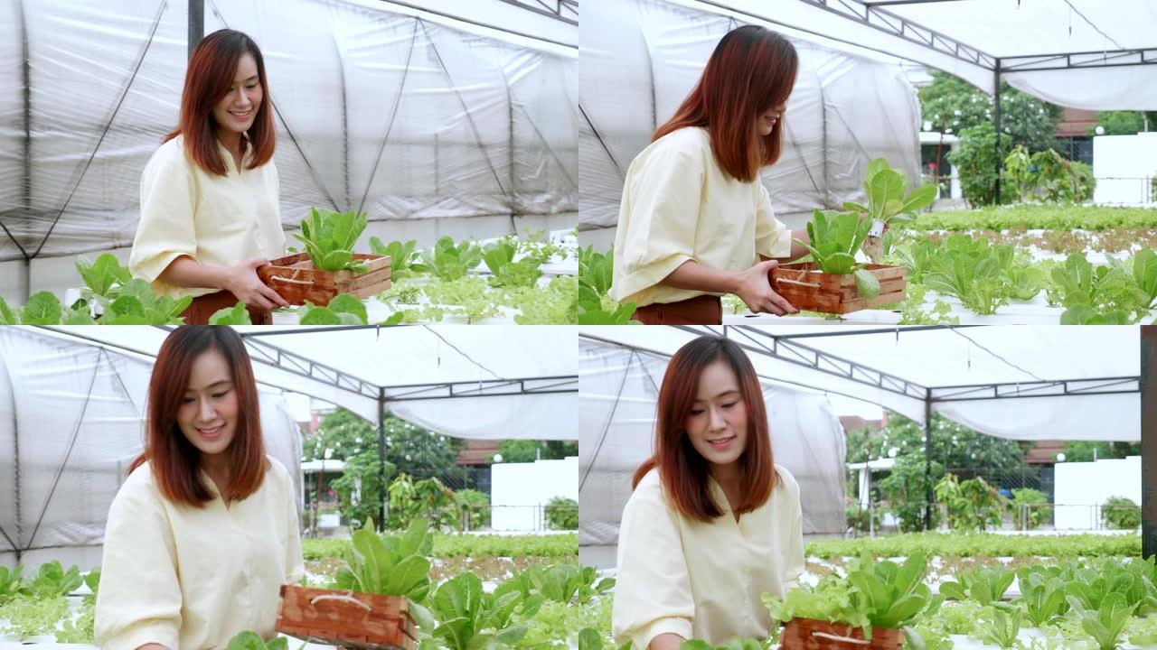 妇女在有机农场选择蔬菜沙拉。