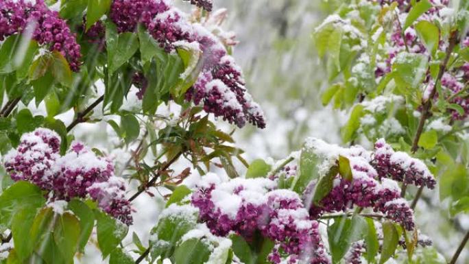 四月里突然下起雪后的花园