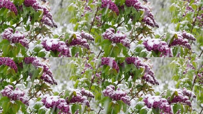 四月里突然下起雪后的花园