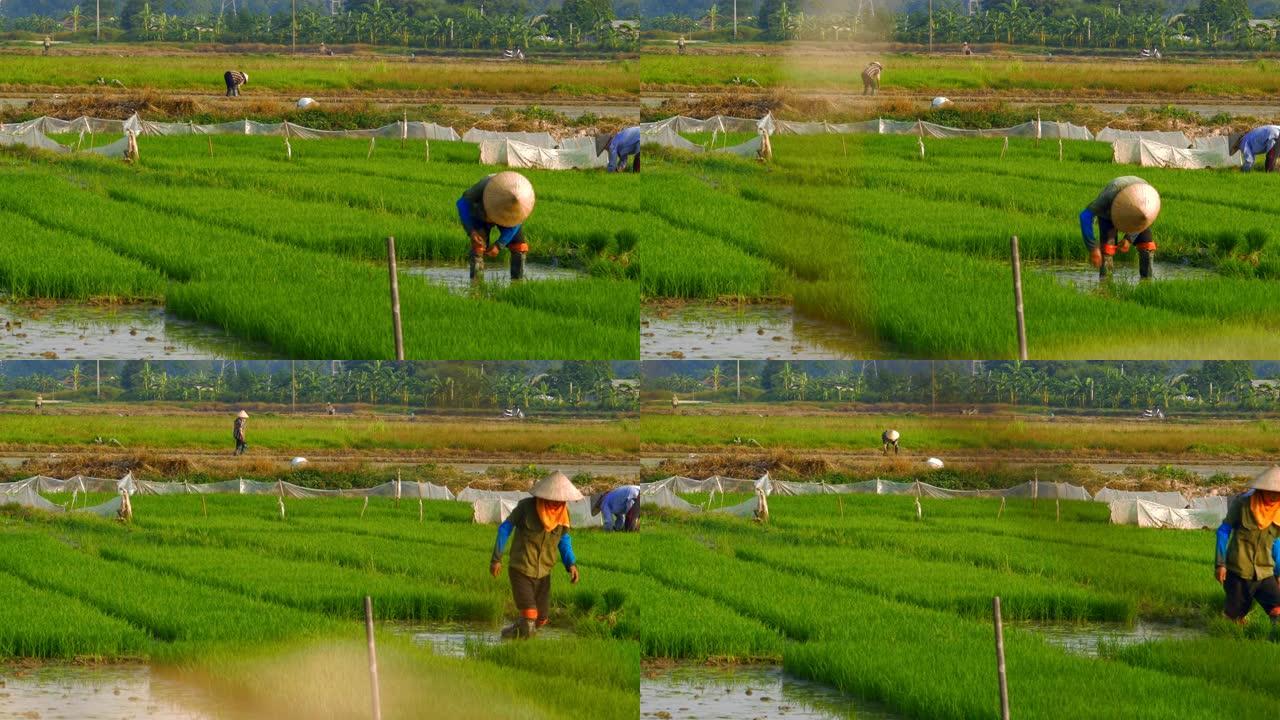 稻农在郁郁葱葱的稻田里工作，戴着竹农农夫帽