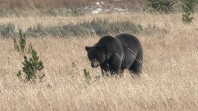 跟踪在黄石公园接近的灰熊的镜头