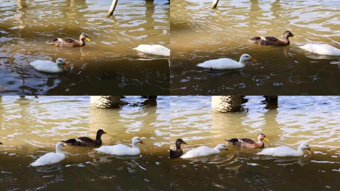一群鸭子在河里游泳