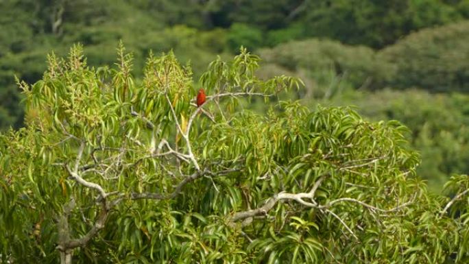 夏天的tanager鸟栖息在丛林背景模糊的树上