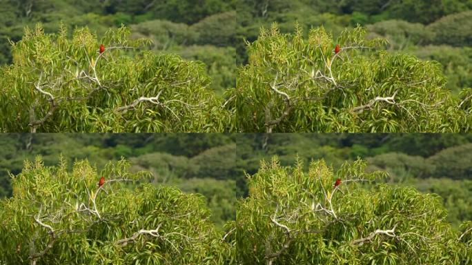 夏天的tanager鸟栖息在丛林背景模糊的树上