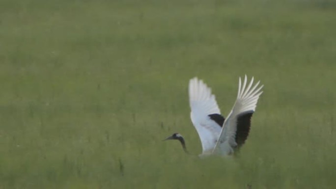 日本起重机 (Grus japonensis) -兴安自然保护区