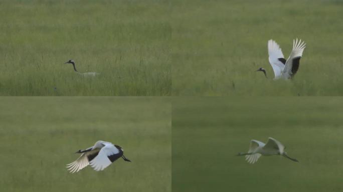 日本起重机 (Grus japonensis) -兴安自然保护区