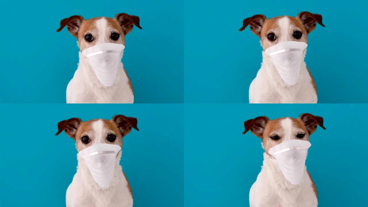 戴医用口罩保护自己免受感染的狗