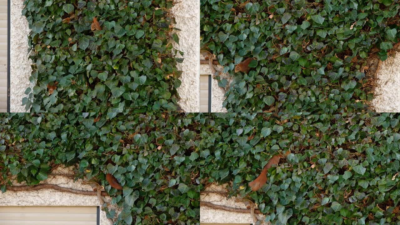 红松鼠和常春藤一起爬墙