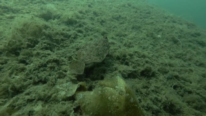 柠檬太阳 (Microstomus kitt) 游过长满褐藻海带的海床，海带，
